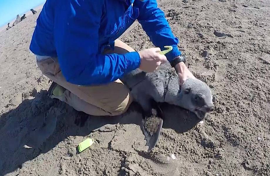 Как помощь животным изменила жизнь героев и их окружающих