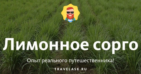 Лимонное сорго: фото, полезные свойства, происхождение, что приготовить