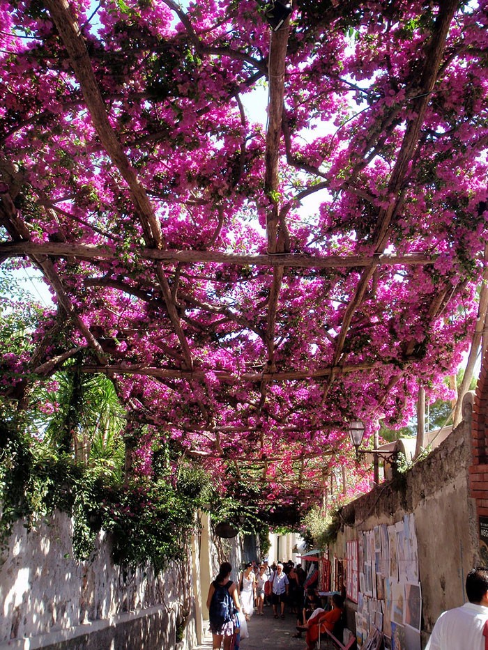 15 самых волшебных улиц мира, укрывшихся в тени цветов и деревьев 