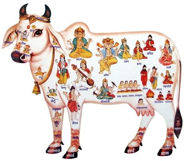 Почему корова — священное животное в Индии