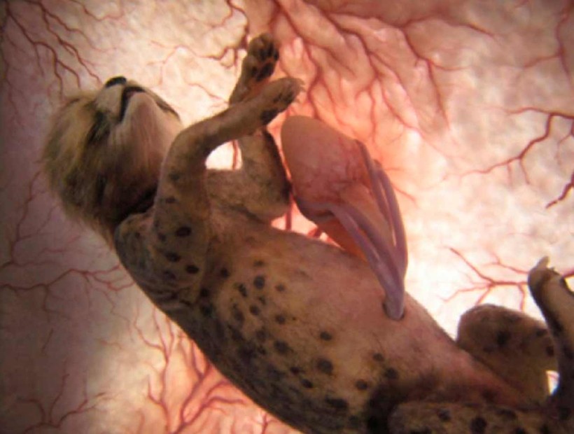 15 фотографий животных в утробе матери