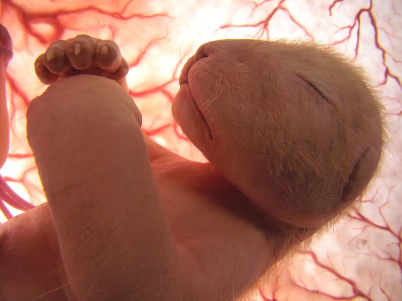 15 фотографий животных в утробе матери