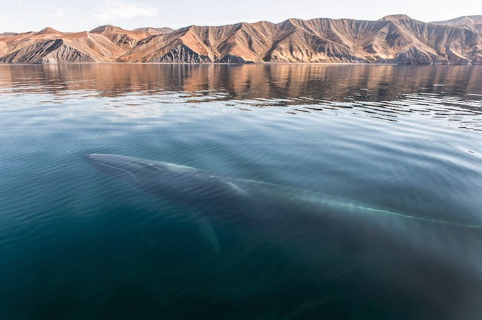 Фотограф потратил 25 лет на то, чтобы запечатлеть величественную красоту китов 