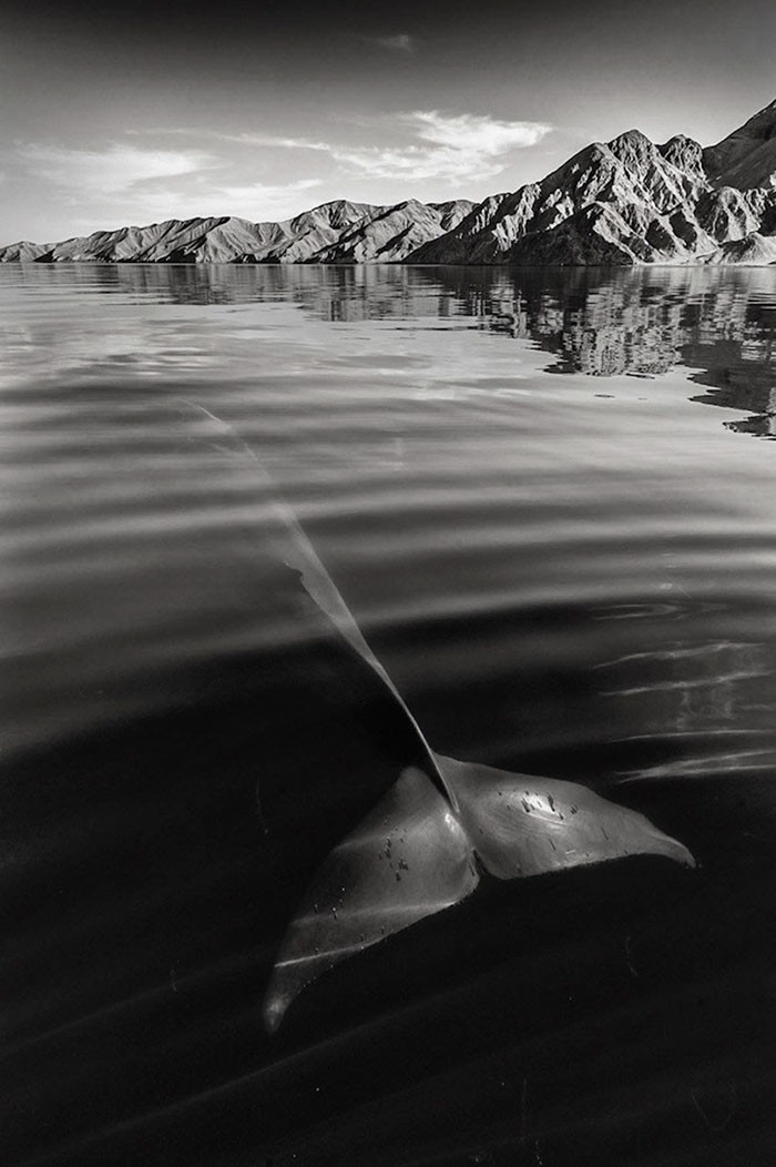 Фотограф потратил 25 лет на то, чтобы запечатлеть величественную красоту китов 