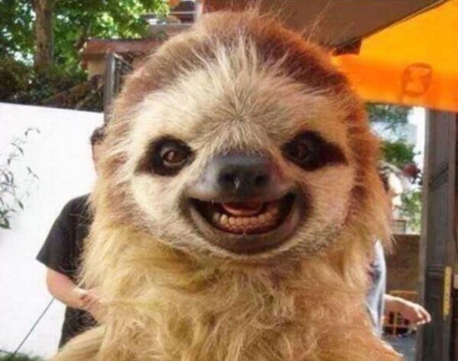 12 забавных фото, на которых даже самые страшные звери улыбаются 