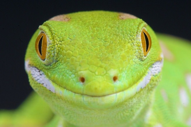 12 забавных фото, на которых даже самые страшные звери улыбаются 