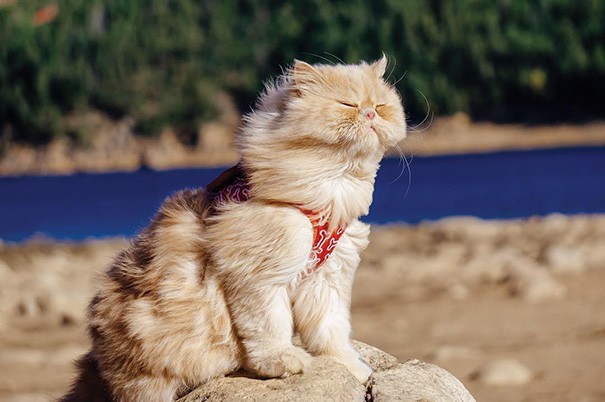 15 потешных снимков, которые вдохновят тебя отправиться в поход с котом