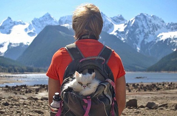 15 потешных снимков, которые вдохновят тебя отправиться в поход с котом
