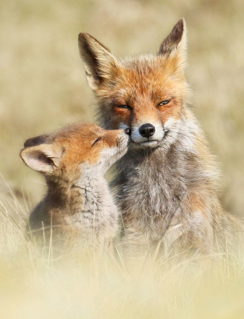 13 редких снимков из «личной» жизни лисиц, которую мы не видим