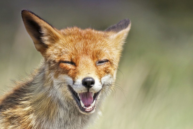 13 редких снимков из «личной» жизни лисиц, которую мы не видим