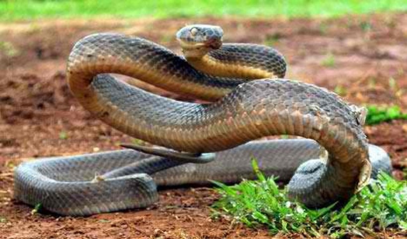 Опасайтесь встречи с ней: самая ядовитая змея в мире