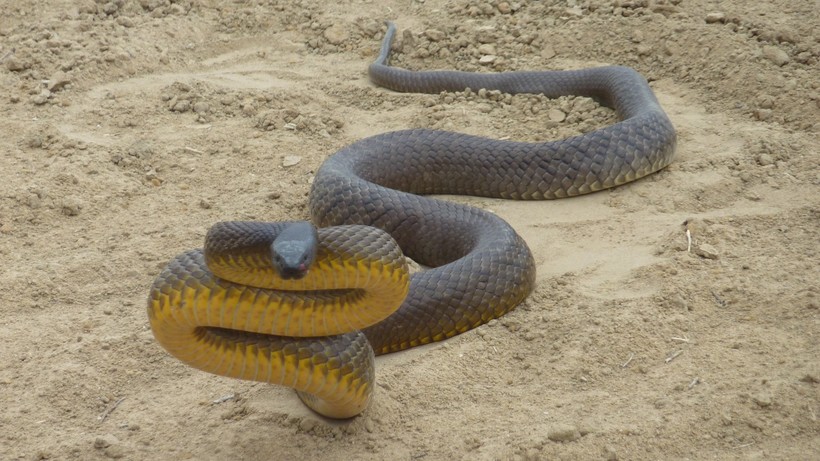 Опасайтесь встречи с ней: самая ядовитая змея в мире