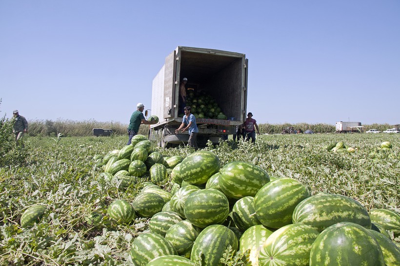Как выращивают арбузы в Дагестане