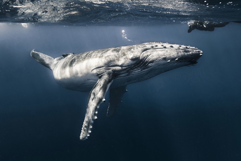 22 лучших фото подводного мира за 2017 год, увидев которые, сойдешь с ума от восторга