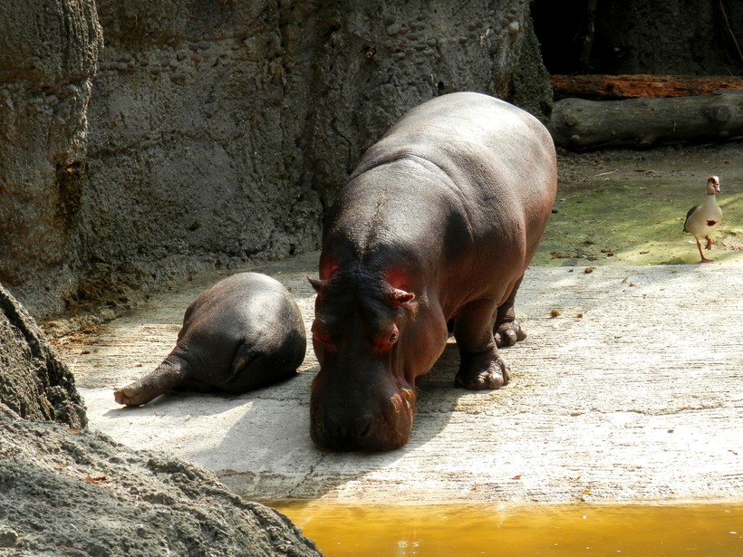 Бегемоты в парке Чапультепек