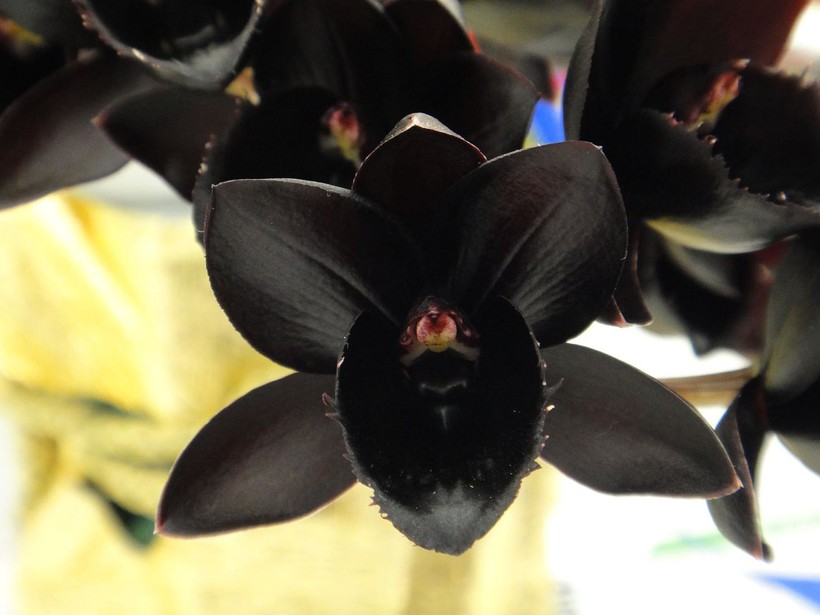 Самая черная орхидея в мире зацвела в Москве