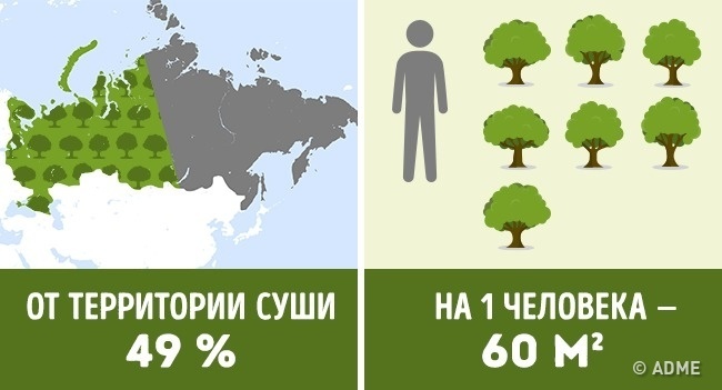 Количество деревьев в мире. Сколько деревьев на планете. сколько деревьев в мире. сколько деревьев в стране. сколько деревьев на всей планете.