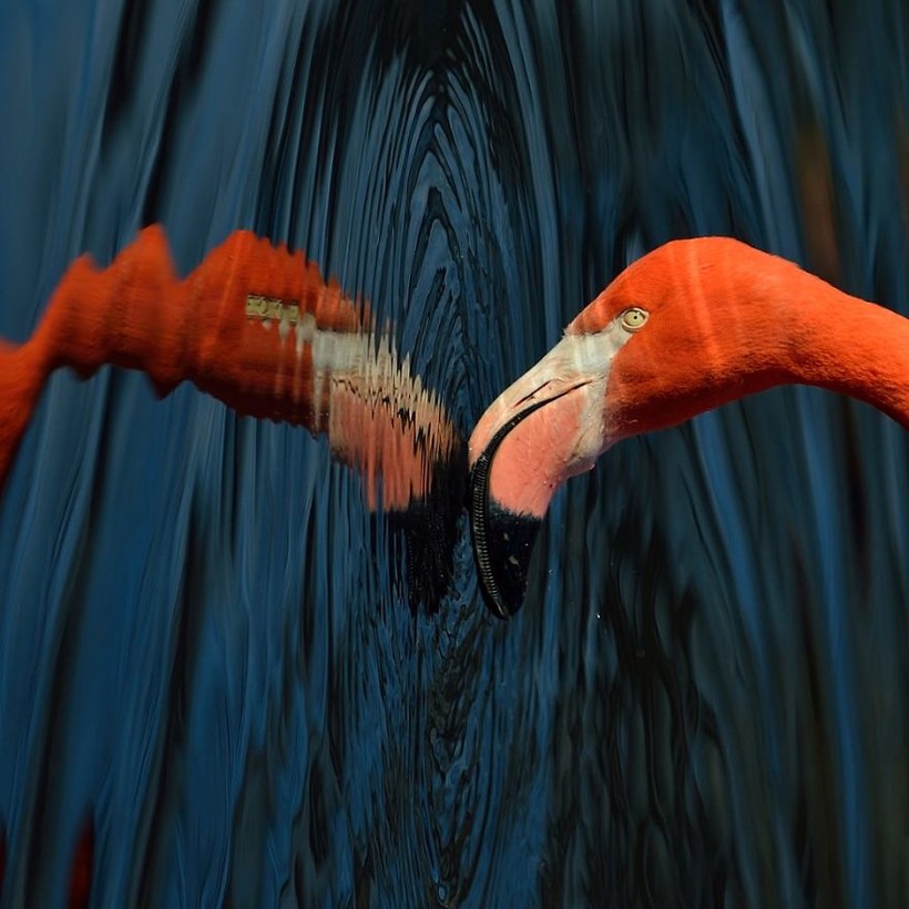 10 фото великолепных фламинго — птиц, пришедших в этот мир из сказки 