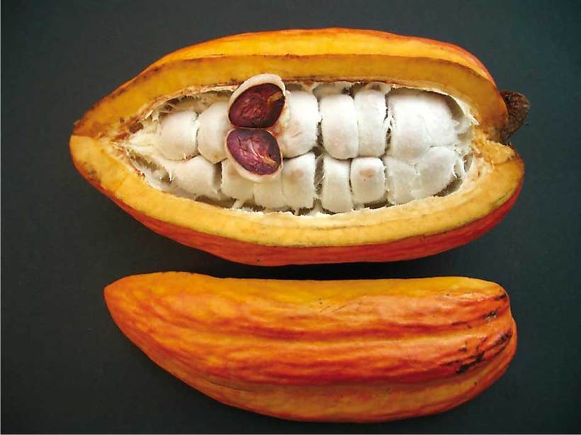 Красный пищевик какао бобы. Какао бобы. Плоды какао. Белые какао бобы. Зерна шоколадного дерева.