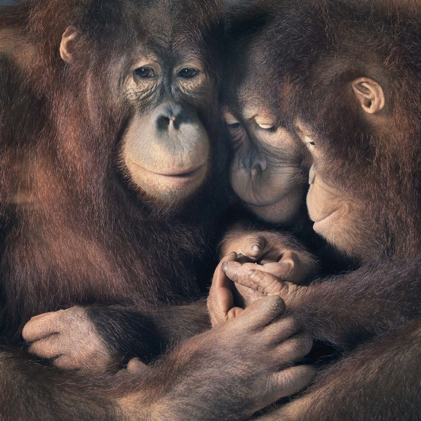 13 шедевральных снимков диких животных от гениального Тима Флэча 