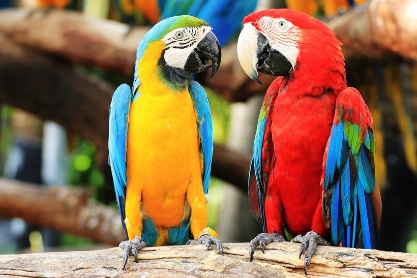 Продолжительность жизни попугаев жако в неволе