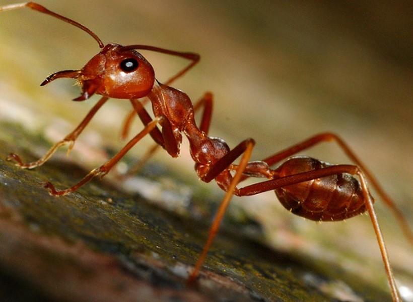 муравей сколько лапок