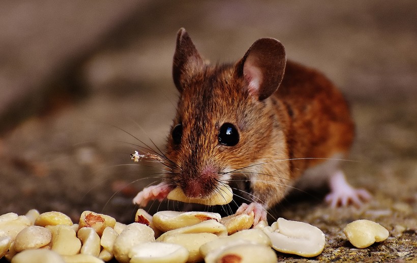 Сколько живут мыши?