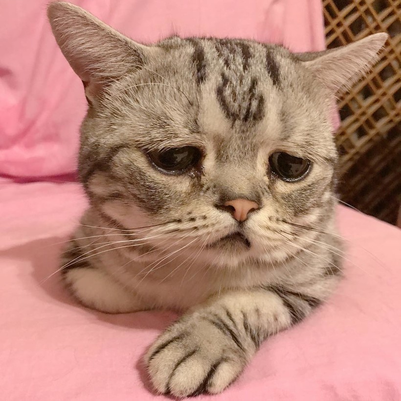 Луху — самая грустная кошка в мире