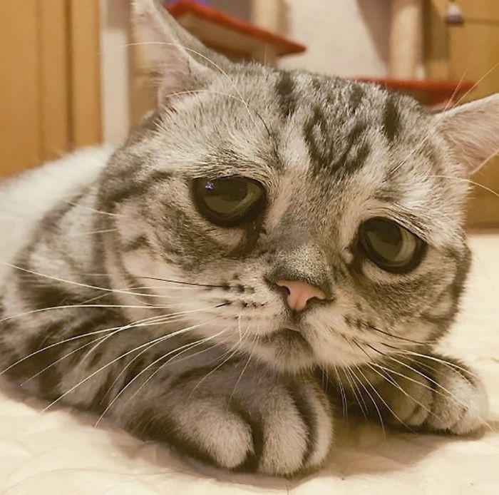 Луху — самая грустная кошка в мире