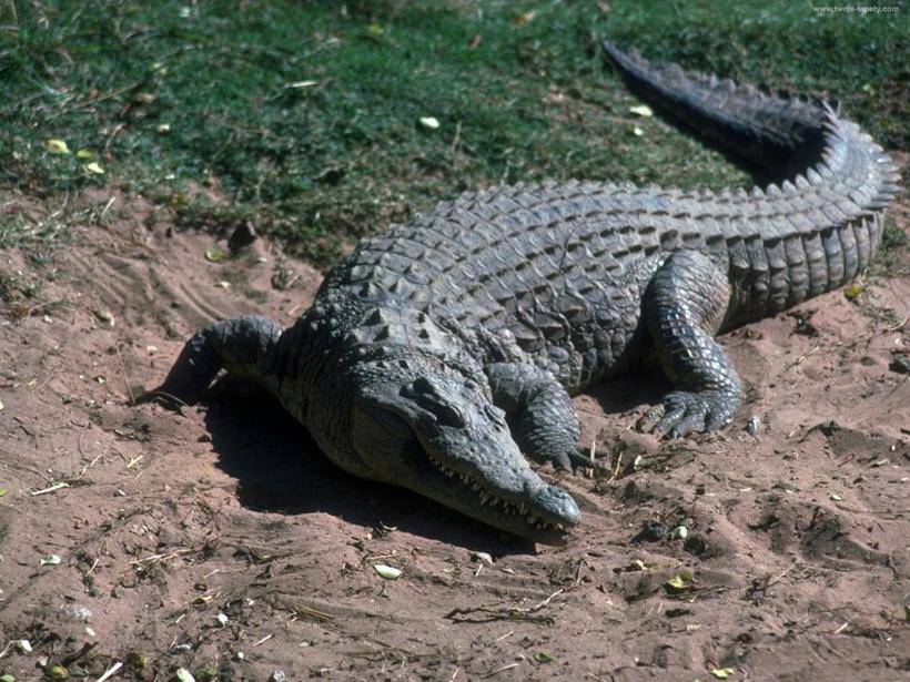Пресмыкающиеся крокодил. Африканский нильский крокодил. Известно что нильский крокодил. Нильские крокодилы в египте. Нильский крокодил размеры.