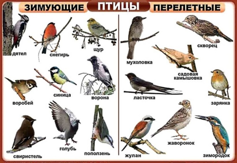 какие птицы называются перелетными