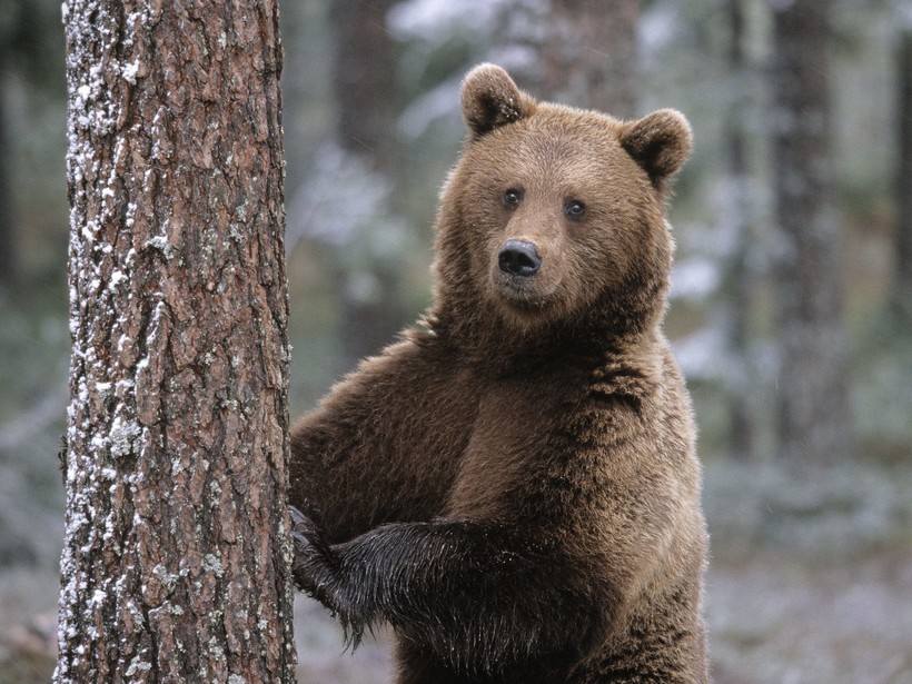 Почему медведь спит зимой: объяснение причин глубокой зимней спячки у животного