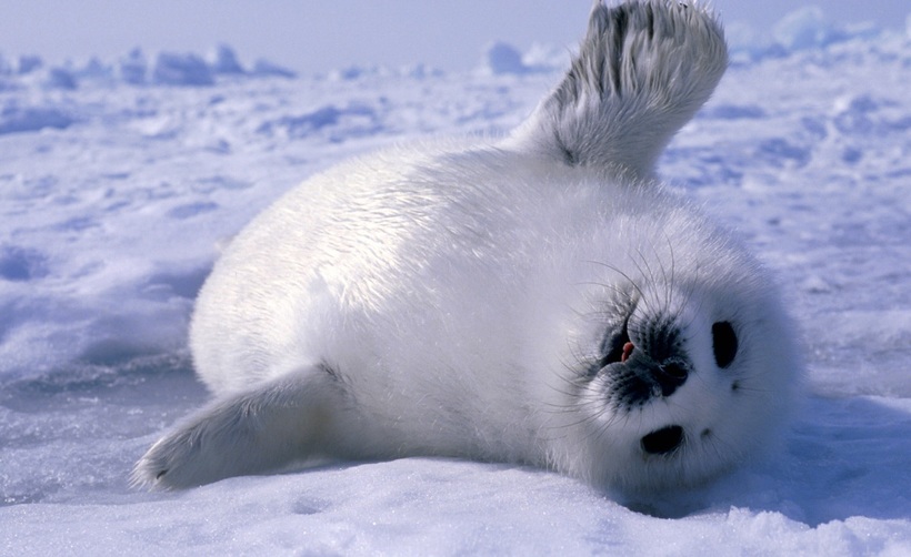 Байкальская нерпа детеныш
