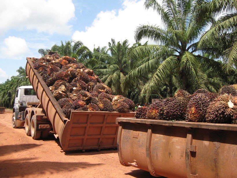 Тропические леса в обмен на пальмовое масло