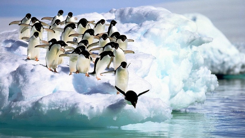 Пингвины: тактика выживания в самом суровом месте планеты