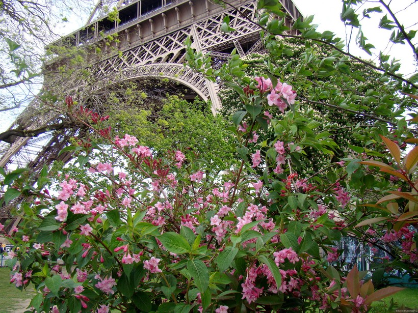 Эйфелева башня в цветах сакуры 