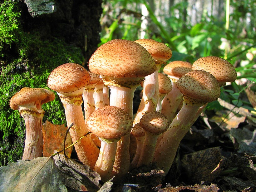 Как отличить съедобные грибы?