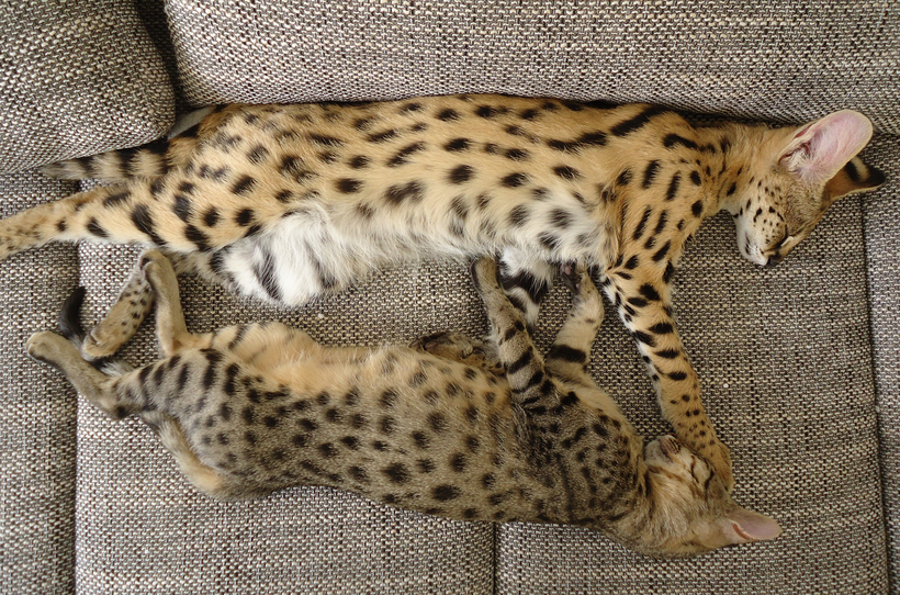 Саванна кошка