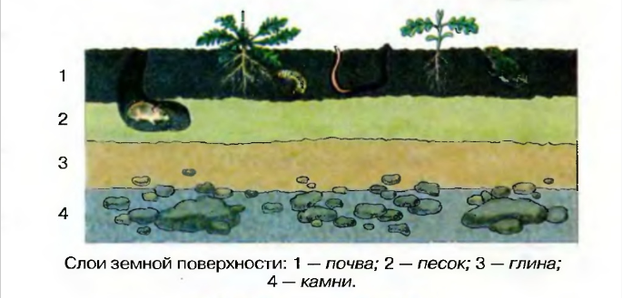 Определите название почвенного слоя