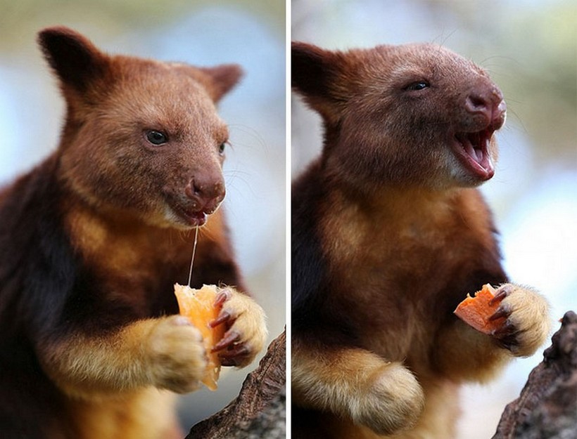 10 изумительных фото древесных кенгуру, о которых вы никогда не слышали