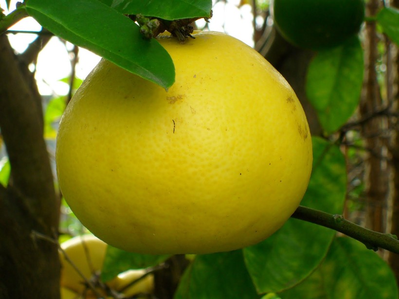 Как есть помело