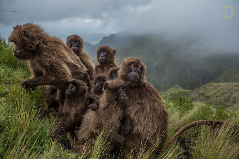 National Geographic выбрал лучшие фото 2017 года