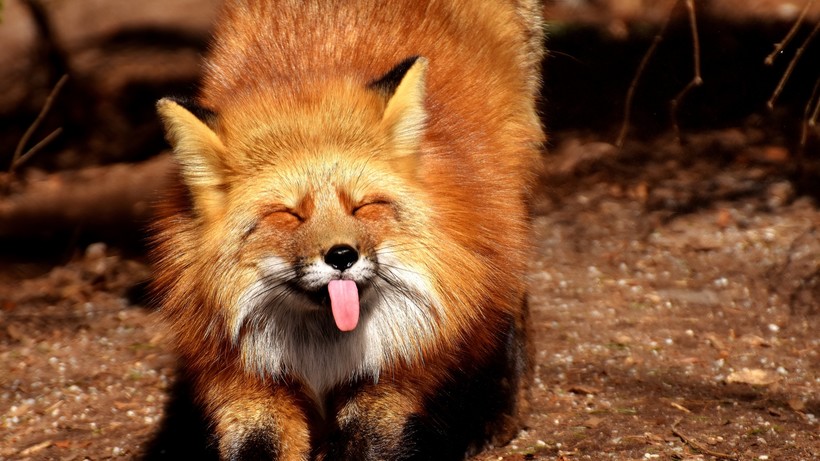 Сколько живут лисы?