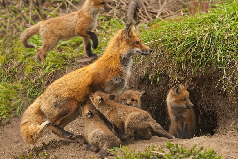Сколько живут лисы?