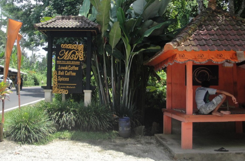 Кофейная плантация на Бали, февраль 2017