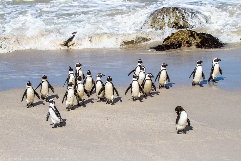 Как живется пингвинам в Африке