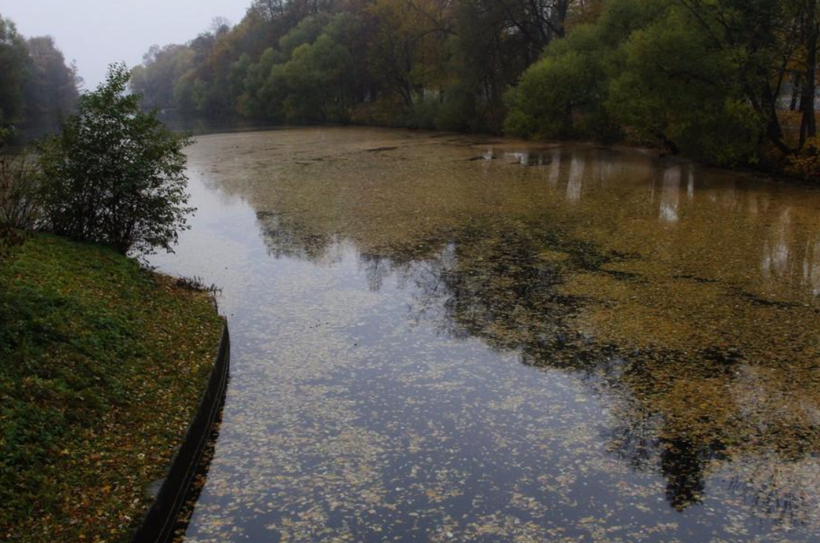 Осенний канал с утонувшими листьями
