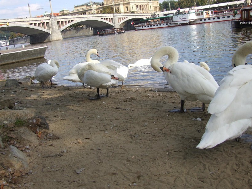 Лебеди на берегу Влтавы