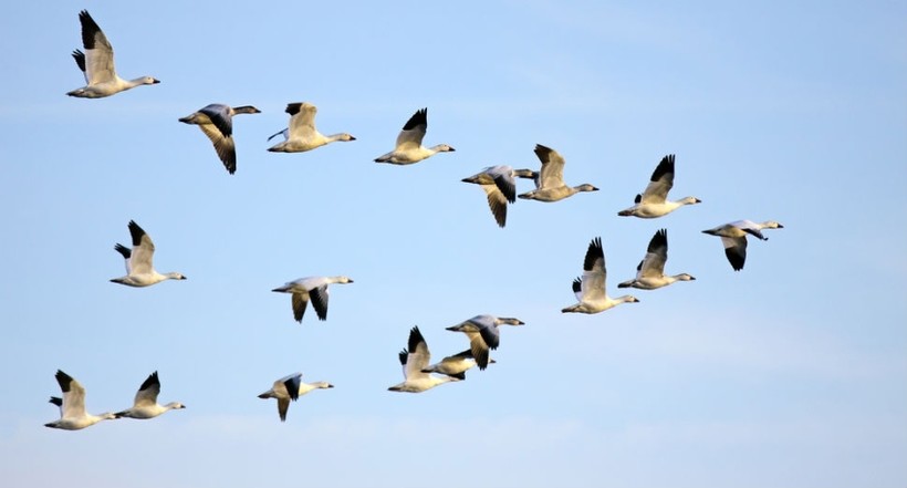 Причины миграции перелетных птиц в теплые страны