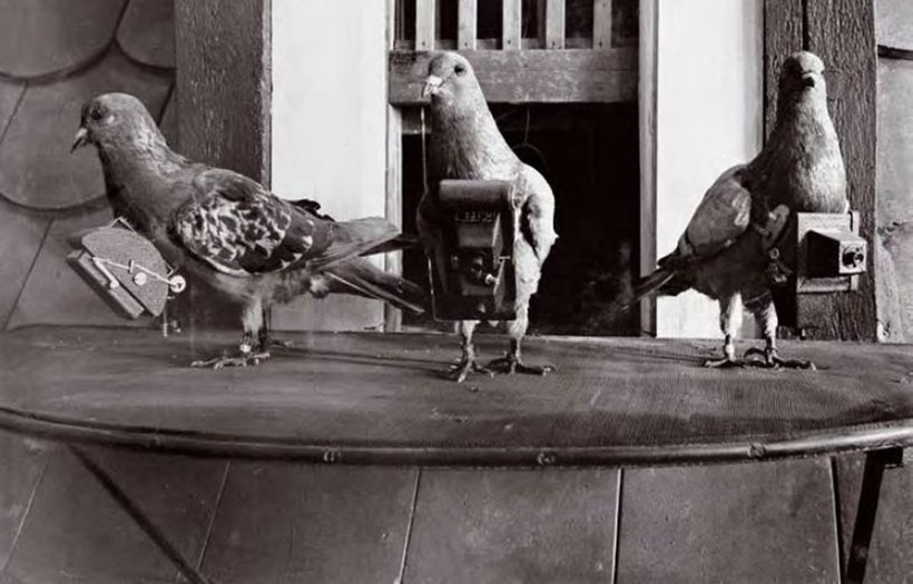 Бойцы невидимого фронта: как голубей использовали в качестве связистов и фотошпионов